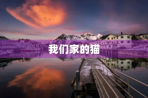 我们家的猫 我们家的猫