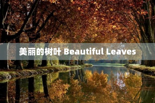 美丽的树叶 Beautiful Leaves
