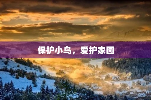 保护小鸟,爱护家园 保护小鸟,爱护家园