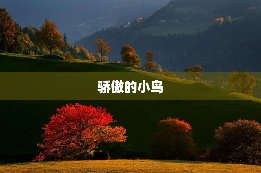骄傲的小鸟