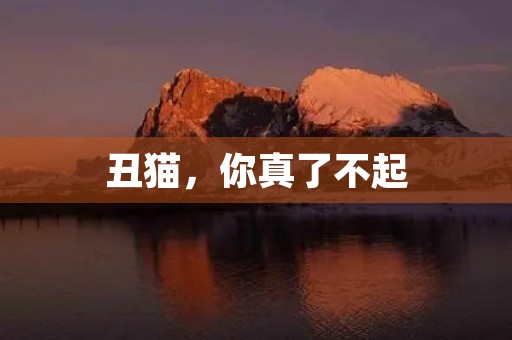丑猫,你真了不起 丑猫,你真了不起