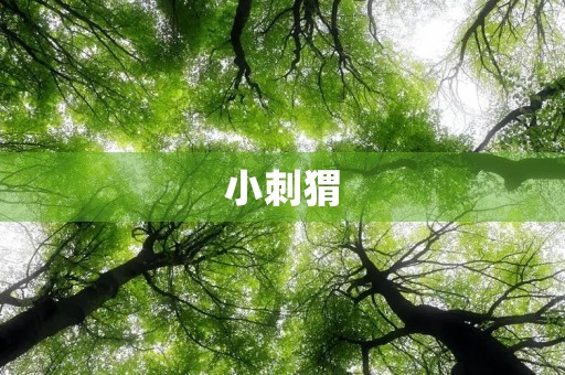 小刺猬 小刺猬