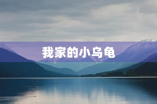 我家的小乌龟 我家的小乌龟