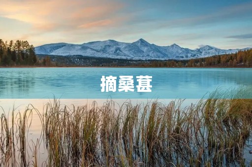 摘桑葚 摘桑葚