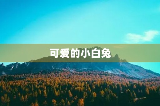 可爱的小白兔 可爱的小白兔