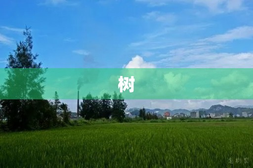 树 树
