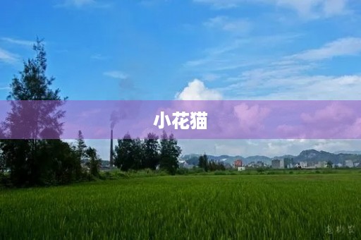 小花猫