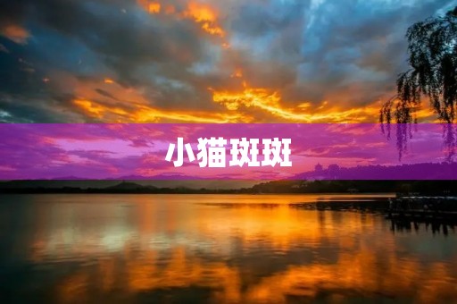 小猫斑斑 小猫斑斑
