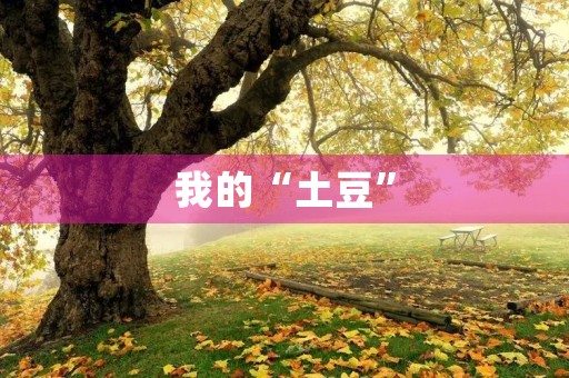 我的“土豆” 我的“土豆”