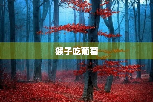 猴子吃葡萄 猴子吃葡萄