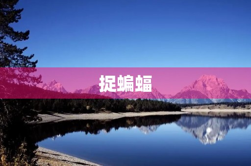 捉蝙蝠 捉蝙蝠