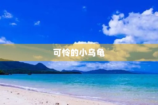 可怜的小乌龟