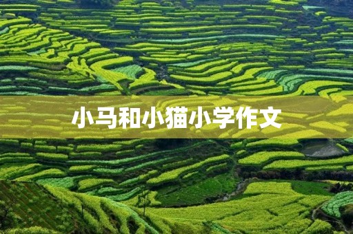 小马和小猫小学作文 小马和小猫小学作文