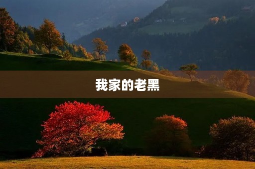 我家的老黑