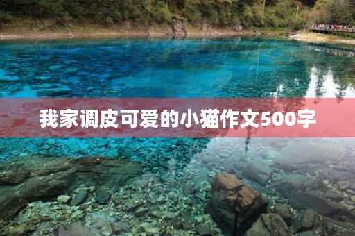 我家调皮可爱的小猫作文500字