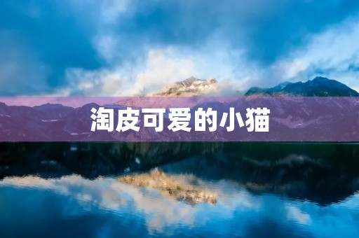淘皮可爱的小猫 淘皮可爱的小猫
