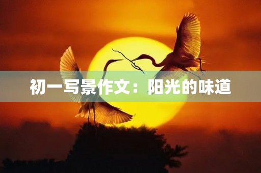 初一写景作文：阳光的味道
