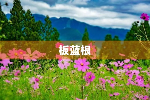 板蓝根 板蓝根