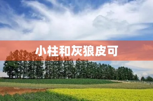 小柱和灰狼皮可 小柱和灰狼皮可