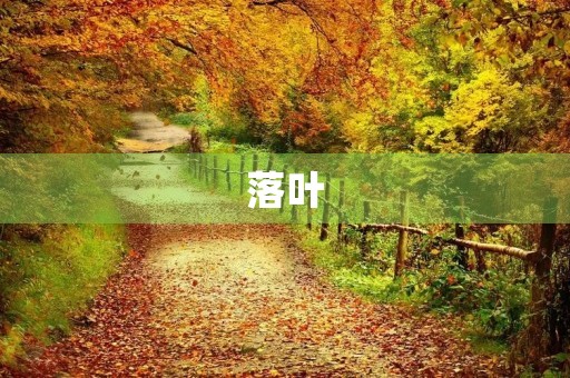 落叶 落叶