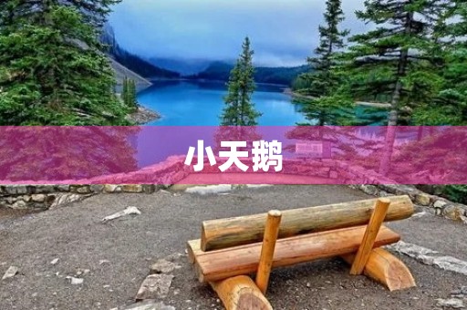 小天鹅 小天鹅