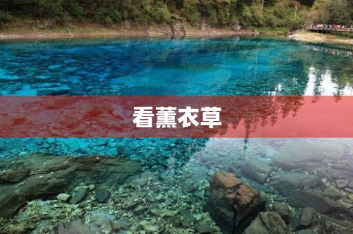 看薰衣草