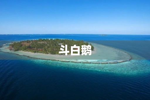 斗白鹅 斗白鹅