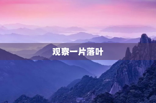 观察一片落叶 观察一片落叶