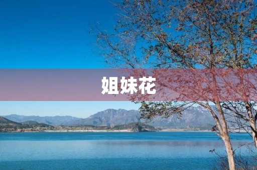 姐妹花 姐妹花