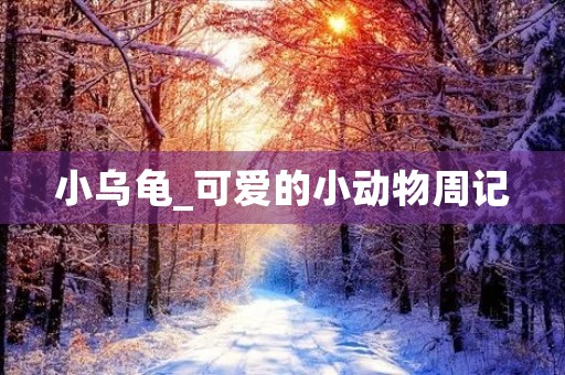 小乌龟_可爱的小动物周记 小乌龟_可爱的小动物周记
