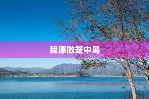 我愿做笼中鸟 我愿做笼中鸟