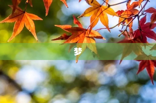 梦 梦